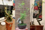 Mê mẩn loạt tre bonsai siêu độc chơi Tết