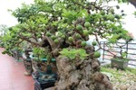 Ngắm ổi bonsai 300 tuổi khiến đại gia “đứng ngồi không yên"