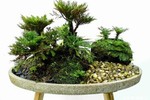 Cây cỏ dại được biến thành bonsai tuyệt đẹp 