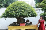 Cận cảnh những cây bằng lăng bonsai siêu đẹp mắt 