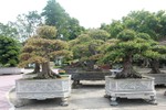 Mục sở thị vườn bonsai cực phẩm của đại gia Thái Nguyên 