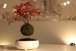 Ngắm loạt bonsai bay lơ lửng khiến dân chơi phát sốt