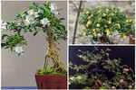 Cây dại bờ suối lên đời thành bonsai giúp người dân hốt bạc