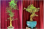 Cây mọc bờ rào lên đời thành bonsai giá vài chục triệu đồng