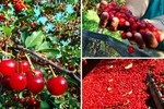 Thu hoạch cả cây cherry chỉ trong một cái rung lắc