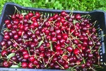 Trái cherry rụng như mưa sau màn rung lắc của nông dân Mỹ