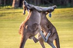 Cận cảnh kangaroo quyết chiến như võ sĩ kick-boxing