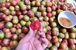 Mận đầu mùa giá 150.000 đồng/kg ế khách