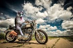 Cười đau ruột với bộ ảnh chế của siêu chó Husky