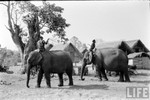 Ảnh độc: Ngắm đàn voi hoành tráng ở Buôn Mê Thuột năm 1957