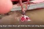 Video: Rùng mình cảnh đàn 'cá ăn thịt người' rỉa sạch đầu bò