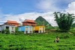 Du xuân cao nguyên Mộc Châu: Ngủ container, ngắm hoa rừng