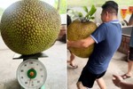 Netizen tò mò quả chủ nhà bổ quả mít "khủng" gần 55kg