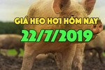 Giá heo hơi ngày 22/7: Giá heo hơi miền Bắc đang ở mức cao 