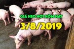 Giá heo hơi hôm nay 3/8: Giá heo hơi miền Bắc tăng, cao nhất 42.000 đồng/kg