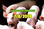 Giá heo hơi hôm nay 7/8: Giá heo hơi miền Bắc tiếp tục tăng, có nơi lên đến 45.000 đồng