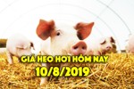 Giá heo hơi hôm nay 10/8: Miền Bắc tiếp tục tăng mạnh