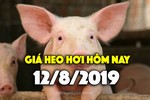 Giá heo hơi hôm nay 12/8: Giá heo miền Bắc tăng mạnh, có nơi tăng 5.000 đồng/kg