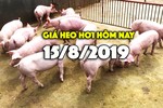 Giá heo hơi hôm nay 15/8: Giá heo hơi miền Bắc đang ở mức cao