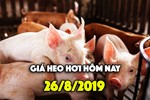 Giá heo hơi hôm nay 26/8: Giá heo miền Nam đạt mốc 45.000 đồng/kg