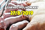 Giá heo hơi hôm nay 27/8: Miền Bắc tăng nhẹ, miền Nam vẫn 43.0000 đồng/kg