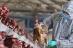 Viện Pasteur TP HCM triển khai gấp biện pháp phòng cúm H5N1