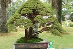 Loạt tác phẩm kim sa tùng bonsai đẹp mê mẩn lòng người