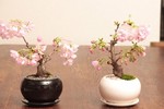 Bonsai hoa Nhật Bản siêu đẹp, thơm ngất ngây