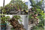 Ổi bonsai độc nhất vô nhị giá tiền tỷ khiến đại gia Việt mê mẩn