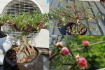 Hoa mười giờ lên chậu bonsai có giá nửa triệu đồng/cây