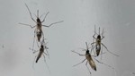 Muỗi Tây Phi gây bệnh sốt rét cực nguy hiểm