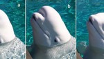 Cá voi Beluga thay đổi thế nào khi giao tiếp?