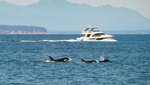 Cá voi sát thủ orcas bất ngờ xuất hiện ở biển Tây Ban Nha