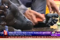 Kinh hoàng nước ruộng nhuộm chân đen xì ở TP HCM