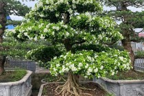 Loại cây lạ tỏa mùi thơm đặc biệt, nay thành bonsai vừa đẹp vừa là biểu tượng của sự may mắn, có cây vài tỷ đồng