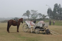 Cho thuê ngựa đón Tết Giáp Ngọ đang hốt bạc