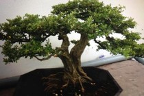 Bắt băng trộm cây cảnh bonsai đắt tiền