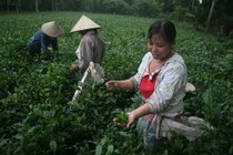 Chè ngon nhờ... trứng thối, mật ong