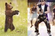 Gấu nhảy... Gangnam Style siêu dễ thương