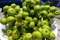 Trường hợp nào không nên ăn quả sung?