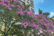 Mê mẩn sắc tím hoa bằng lăng "nhuộm" khắp phố phường Hà Nội