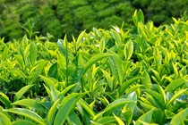 Trà xanh giúp phụ nữ những gì?