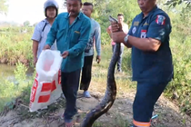 'Quái thú' khổng lồ nằm gọn trong lưới, ngư dân sốc nặng