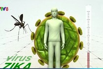 Virus Zika ở Brazil tương đồng với virus Zika ở châu Á