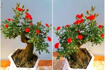 Chị em sốt xình xịch mua hồng bonsai sang chảnh về chưng Tết