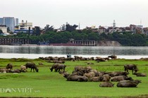 Cảnh nuôi trâu thu tiền tỷ siêu bá đạo giữa Thủ đô 