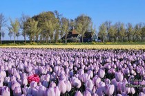 Vườn hoa tulip đẹp như tranh và “bí kíp” chăm hoa nở đúng Tết 