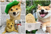 Chú chó Shiba chiếm sóng MXH nhờ biểu cảm thần thái nhìn là yêu