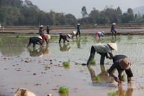 Đội quân 'giải cứu' ruộng trong khu phong tỏa tâm dịch Chí Linh ngày giáp Tết