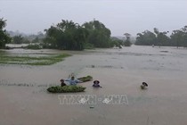 Trên 29.000 ha lúa, hoa màu bị ngập úng